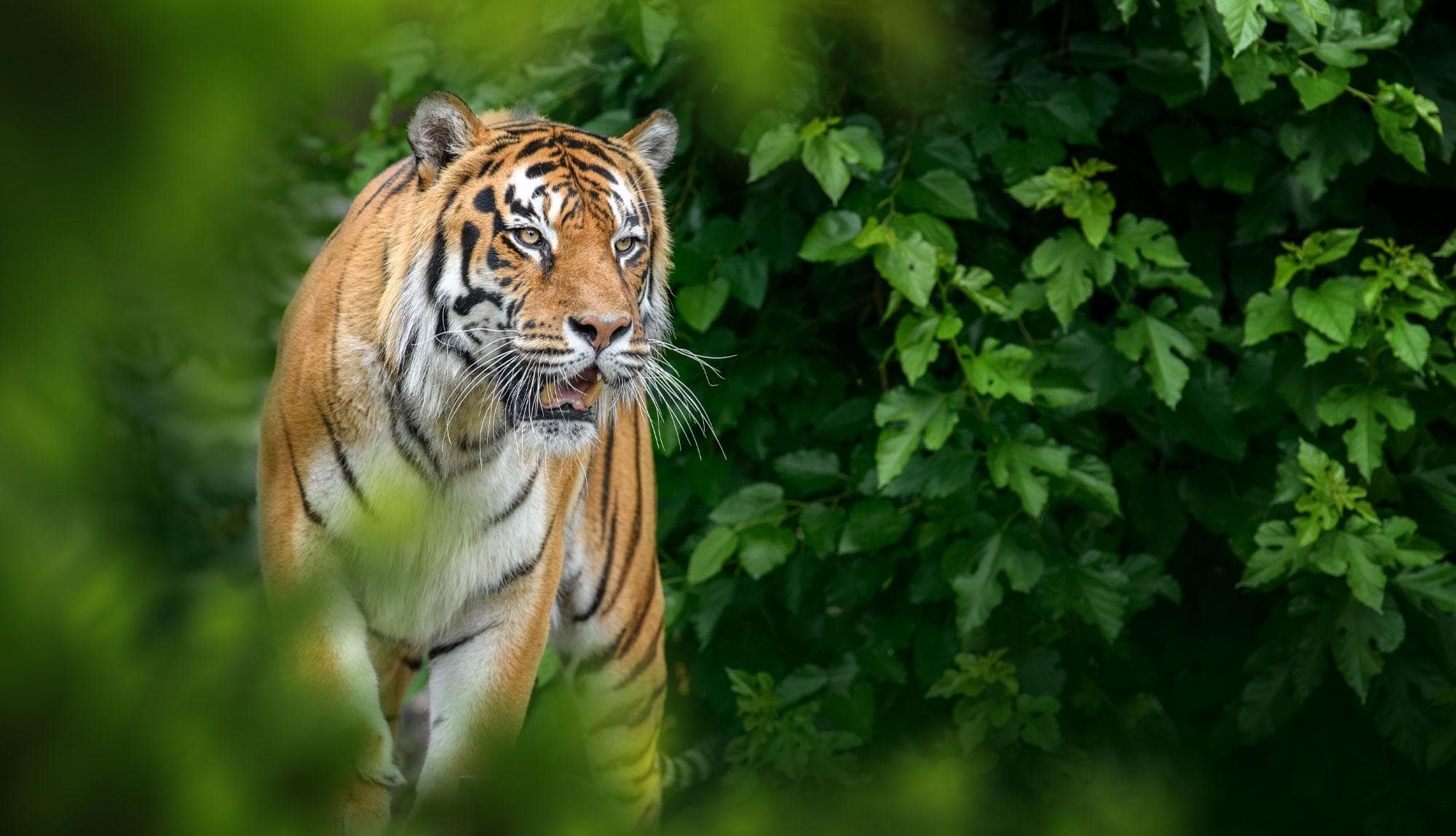 Kerala Honeymoon Destinations – Romantic Escapes in God’s Own Country