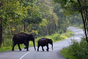 Wayanad Muthanga Wildlife Sanctuary
