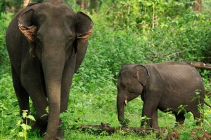 Wayanad Tholpetty Wildlife Sanctuary