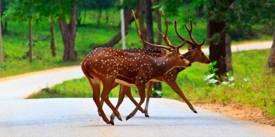 Wayanad Homestay Tour Packages